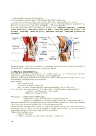 - tulburarile biomecanice ale articulatiei
In urma acestor agresiuni apar- inflamatia tendonului ( tenosinovita )
 - in interiorul tecilor sinoviale se pot produce aderente , manifestate prin crepitatii
Leziunile tendinoase se manifesta de obicei prin : dureri, inflamatia redusa a tesuturilor moi,
fara efuziune articulare , reducerea flexibilitatii si afecterea stabilitatii.
Cele mai frecvente leziuni tendinoase la sportivi sunt : tendinita bicipitala, tendinita
coiful rotatorilor, tendinitele cotului la tenis tendonita patelar la ciclisti si in
baschet, tendinita          labei de gasca, tendinita achiliana, tendinita gambierului
posterior.




Paratendonitele includ peritendinitele, tenosinovitele (un singur strat de resut conjunctiv) si
tenovaginitele (teaca peritendinoasa cu structura dubla).

CARTILAJUL SI MENISCURILE
Suprafetele articulare sunt acoperite de cartilaj hialin cu rol in facilitarea miscarilor
articulare in preluarea socurilor si protectia osului subcondral.
Leziunile de cartilaj sunt foarte frecvente la nivelul articulatiei patelofemurale ( este cea mai
frecventa leziune la genunchi a alergatorilor )
Clinic - dureri
        - efuziune articulara
        - crepitatii si scaderea mobilitatii
        - sunt necesare pentru diagnostic examenul radiologic ,scintigrafie ,RMN
Se urmareste - combaterea durerii si a hidrartrozei (antiinflamatoare nesteroidiene )
                  - imobilizare sau “descarcare” de greutate
                  - reducerea stresului articular

Meniscurile - sunt formate din fibrocartilaj
                - protejeaza cartilajul articular de traumatismele repetate
                - joaca un rol important in stabilitatea genunchiului, mai ales in flexie de 90
Leziunile de menisc sunt frecvente in fotbal, handbal ,lupte, gimnastica , volei, reprezentand
50% din totalul leziunilor de genunchi in traumatologia sportiva.
Mecanismul de producere al leziunilor tip ruptura de menisc este in cele mai multe cazuri o
combinatie intre torsiune si stres de impact la nivelul genunchiului; se mai pot produce
rupturi ale capsulei meniscale cu fragmentarea cartilajului.
Tabloul clinic include : dureri
      - efuziune articulara
      - limitarea miscarilor si uneori blocaj articular la mobilizare


18
 