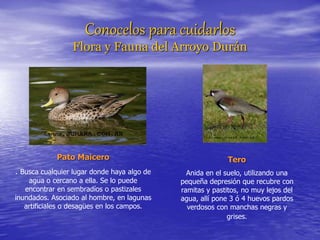 Conocelos para cuidarlos
Flora y Fauna del Arroyo Durán
Pato Maicero
. Busca cualquier lugar donde haya algo de
agua o cercano a ella. Se lo puede
encontrar en sembradíos o pastizales
inundados. Asociado al hombre, en lagunas
artificiales o desagües en los campos.
Tero
Anida en el suelo, utilizando una
pequeña depresión que recubre con
ramitas y pastitos, no muy lejos del
agua, allí pone 3 ó 4 huevos pardos
verdosos con manchas negras y
grises.
 