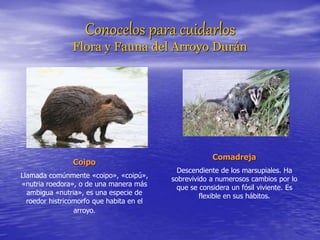 Conocelos para cuidarlos
Flora y Fauna del Arroyo Durán
Coipo
Llamada comúnmente «coipo», «coipú»,
«nutria roedora», o de una manera más
ambigua «nutria», es una especie de
roedor histricomorfo que habita en el
arroyo.
Comadreja
Descendiente de los marsupiales. Ha
sobrevivido a numerosos cambios por lo
que se considera un fósil viviente. Es
flexible en sus hábitos.
 