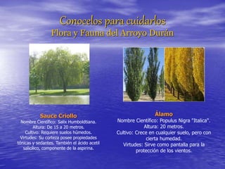 Conocelos para cuidarlos
Flora y Fauna del Arroyo Durán
Sauce Criollo
Nombre Científico: Salix Humboldtiana.
Altura: De 15 a 20 metros.
Cultivo: Requiere suelos húmedos.
Virtudes: Su corteza posee propiedades
tónicas y sedantes. También el ácido acetil
salicílico, componente de la aspirina.
Álamo
Nombre Científico: Populus Nigra "Italica".
Altura: 20 metros.
Cultivo: Crece en cualquier suelo, pero con
cierta humedad.
Virtudes: Sirve como pantalla para la
protección de los vientos.
 