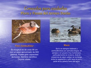 Conocelos para cuidarlos
Flora y Fauna del Arroyo Durán
Pato Zambullidor
Su longitud es de unos 46 cm
con un peso aproximado de 600
gramos. Posee gran capacidad
de buceo. Nombre científico:
Oxyura vittata.
Macá
Se lo ve siempre nadando y
zambulléndose por períodos largos, en
parejas o en grupos muy numerosos,
particularmente en invierno. Ante la
presencia de algún peligro se sumerge
entre la vegetación y sólo saca el pico y
parte de la cabeza fuera del agua.
 