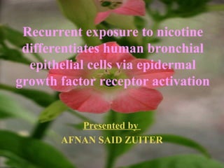 Recurrent exposure to nicotine
differentiates human bronchial
epithelial cells via epidermal
growth factor receptor activation
Presented by
AFNAN SAID ZUITER
 