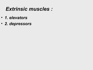 Extrinsic muscles :
• 1. elevators
• 2. depressors
 