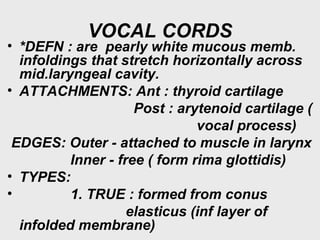 VOCAL CORDS
• *DEFN : are pearly white mucous memb.
infoldings that stretch horizontally across
mid.laryngeal cavity.
• ATTACHMENTS: Ant : thyroid cartilage
Post : arytenoid cartilage (
vocal process)
EDGES: Outer - attached to muscle in larynx
Inner - free ( form rima glottidis)
• TYPES:
• 1. TRUE : formed from conus
elasticus (inf layer of
infolded membrane)
 