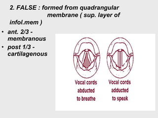 2. FALSE : formed from quadrangular
membrane ( sup. layer of
infol.mem )
• ant. 2/3 -
membranous
• post 1/3 -
cartilagenous
 