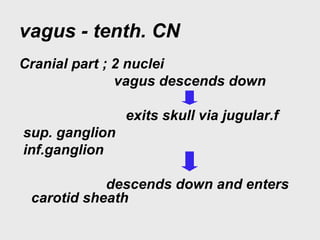 vagus - tenth. CN
Cranial part ; 2 nuclei
vagus descends down
exits skull via jugular.f
sup. ganglion
inf.ganglion
descends down and enters
carotid sheath
 