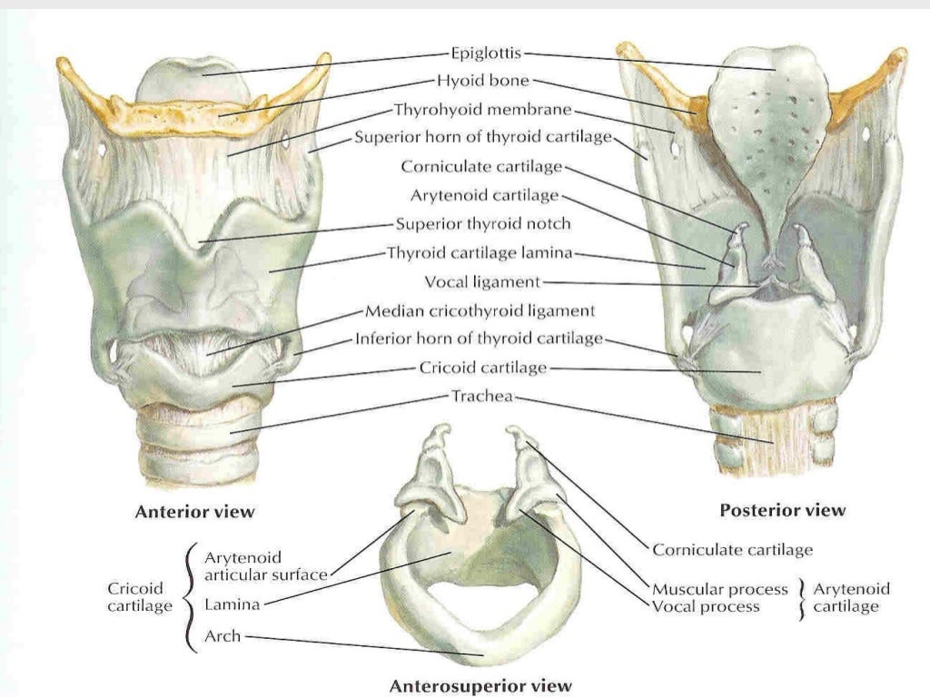Recurrent laryngeal nerve paralysis