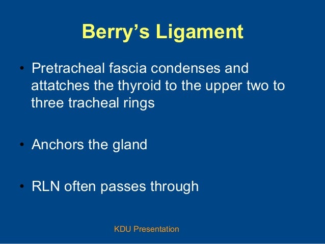 Recurrent Laryngeal Nerve And Thyroid Surgery Recurrent Laryngeal Nerve And Thyroid Surgery