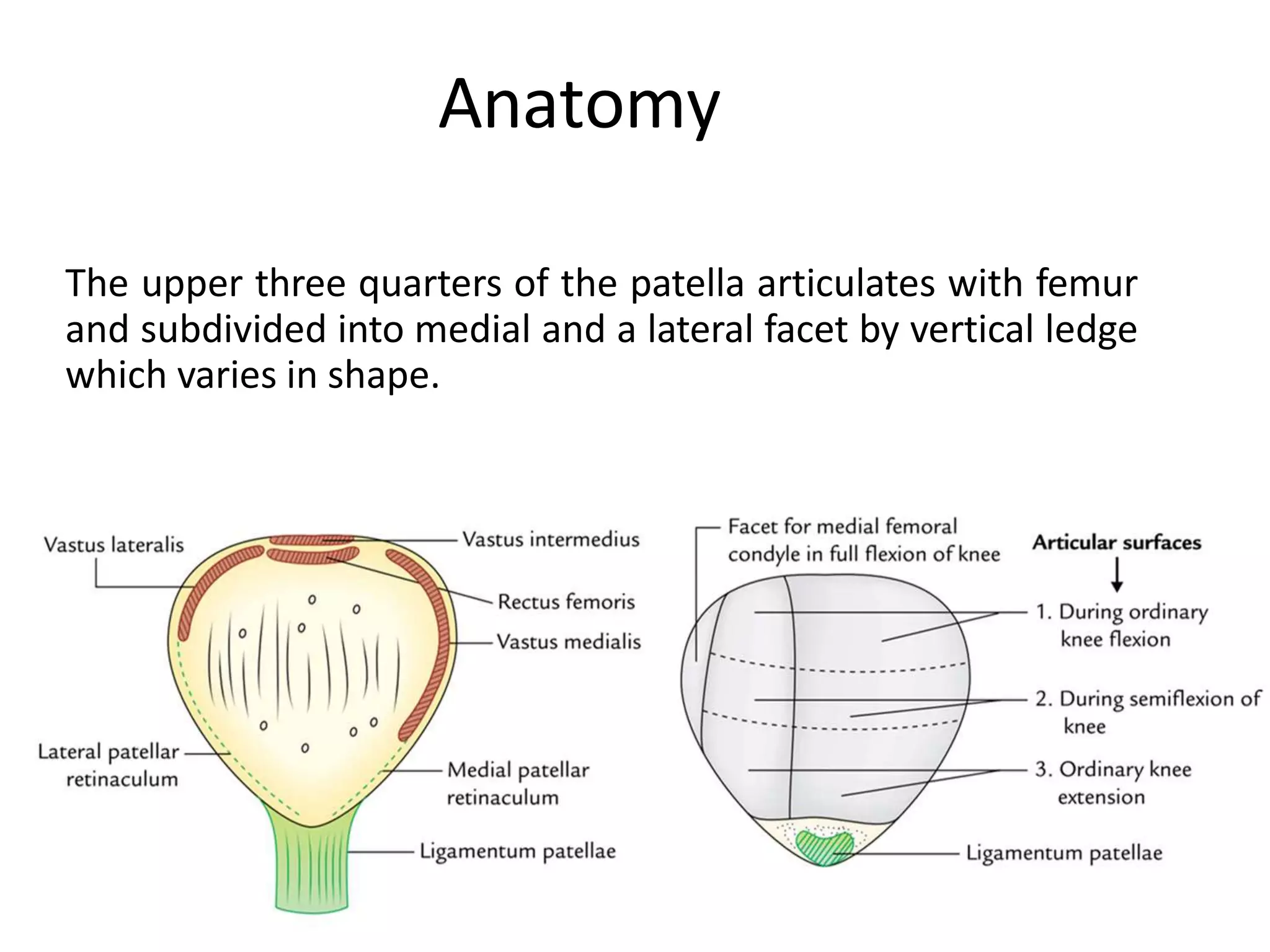 Anatomy
The upper three quarters of the patella articulates with femur
and subdivided into medial and a lateral facet by vertical ledge
which varies in shape.
 