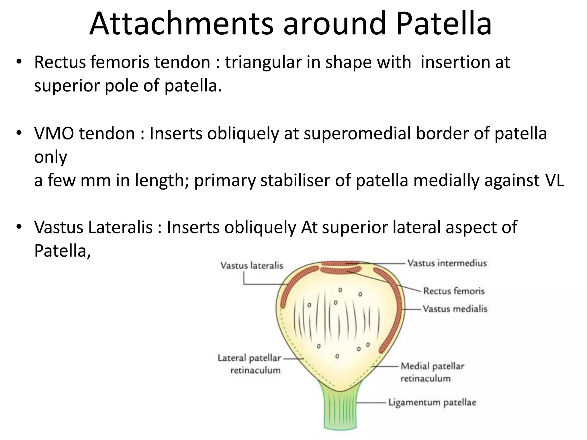 • Rectus femoris tendon : triangular in shape with insertion at
superior pole of patella.
• VMO tendon : Inserts obliquely at superomedial border of patella
only
a few mm in length; primary stabiliser of patella medially against VL
• Vastus Lateralis : Inserts obliquely At superior lateral aspect of
Patella,
Attachments around Patella
 