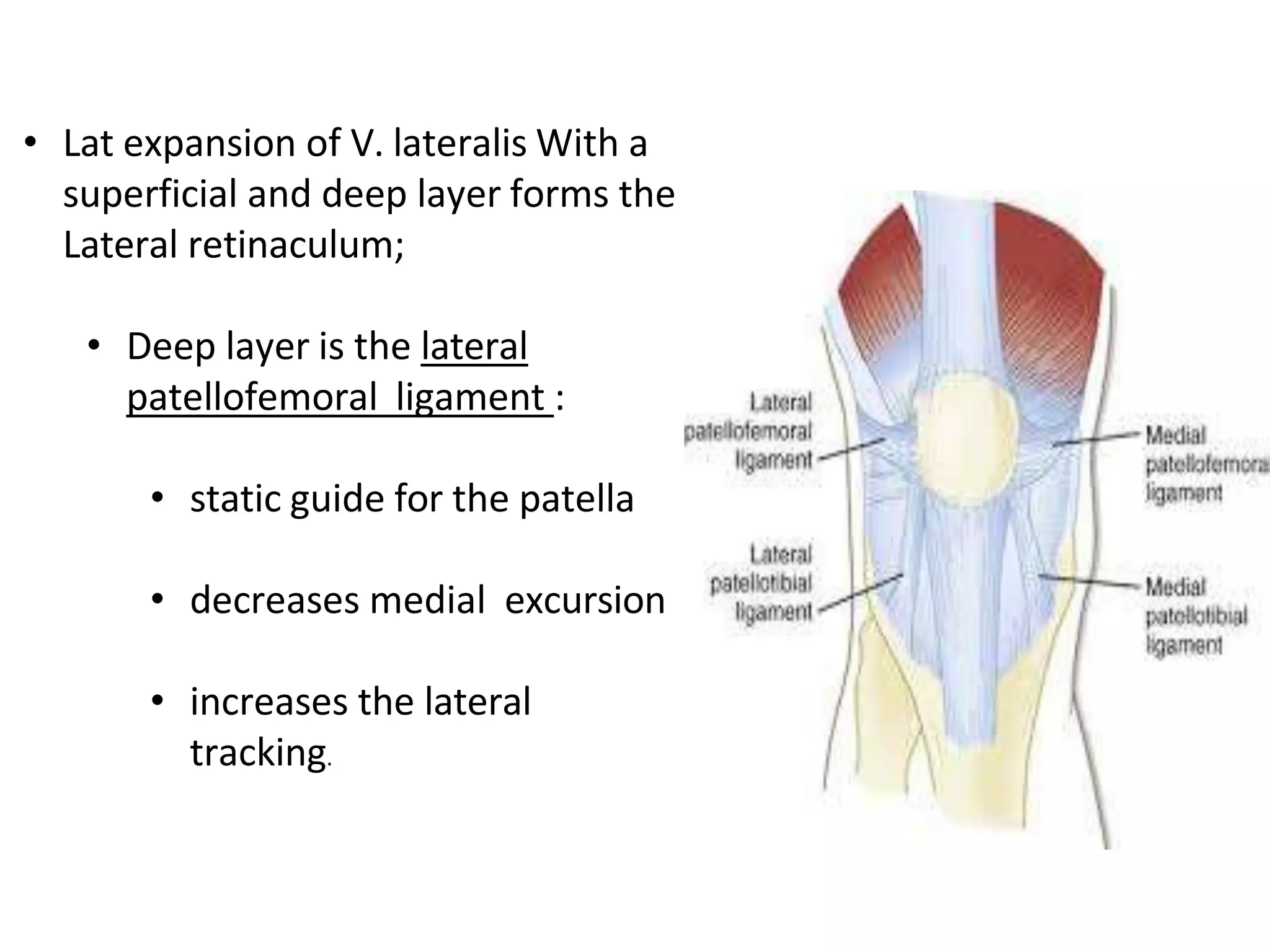 • Lat expansion of V. lateralis With a
superficial and deep layer forms the
Lateral retinaculum;
• Deep layer is the lateral
patellofemoral ligament :
• static guide for the patella
• decreases medial excursion
• increases the lateral
tracking.
 