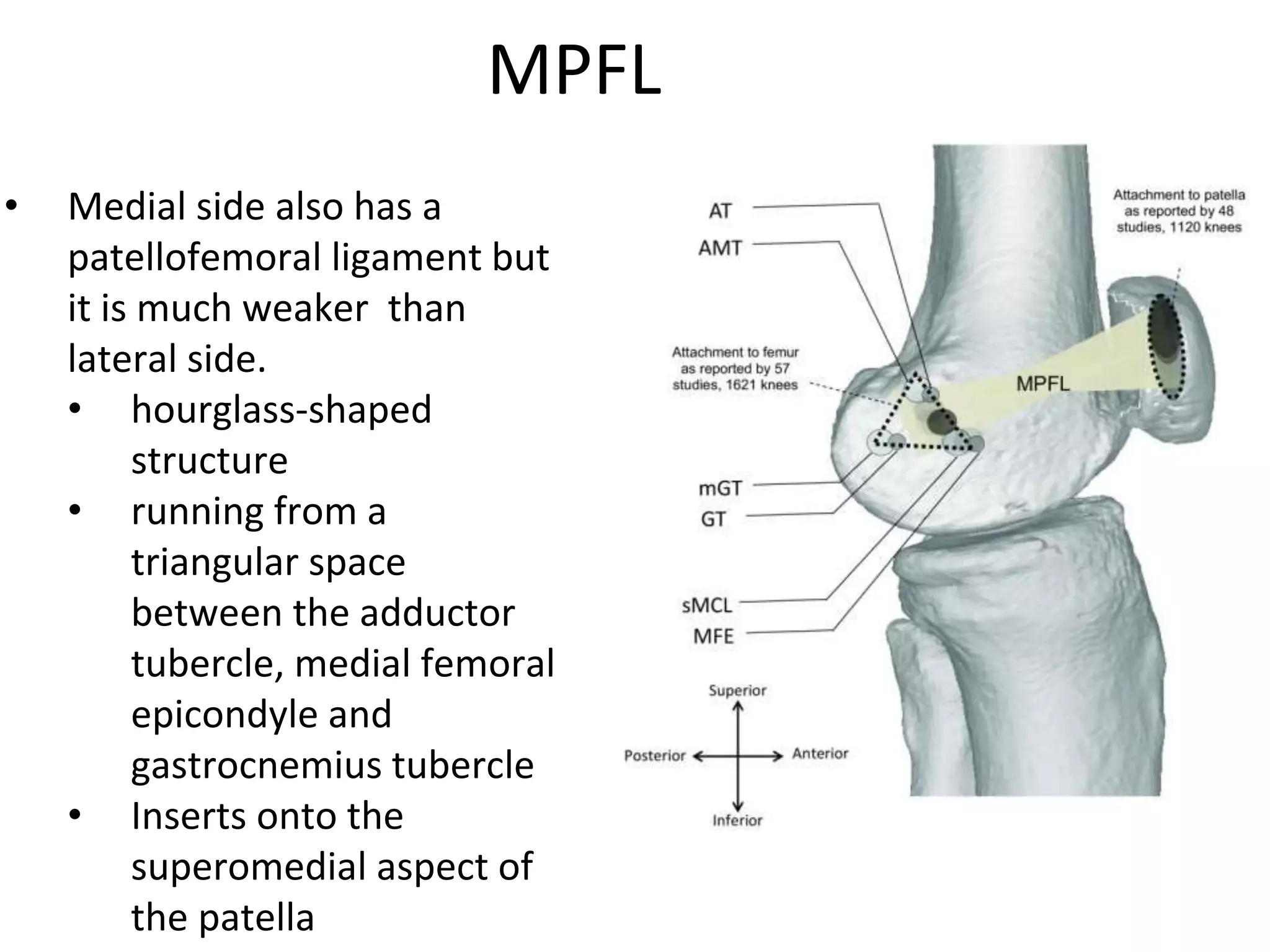 MPFL
• Medial side also has a
patellofemoral ligament but
it is much weaker than
lateral side.
• hourglass-shaped
structure
• running from a
triangular space
between the adductor
tubercle, medial femoral
epicondyle and
gastrocnemius tubercle
• Inserts onto the
superomedial aspect of
the patella
 