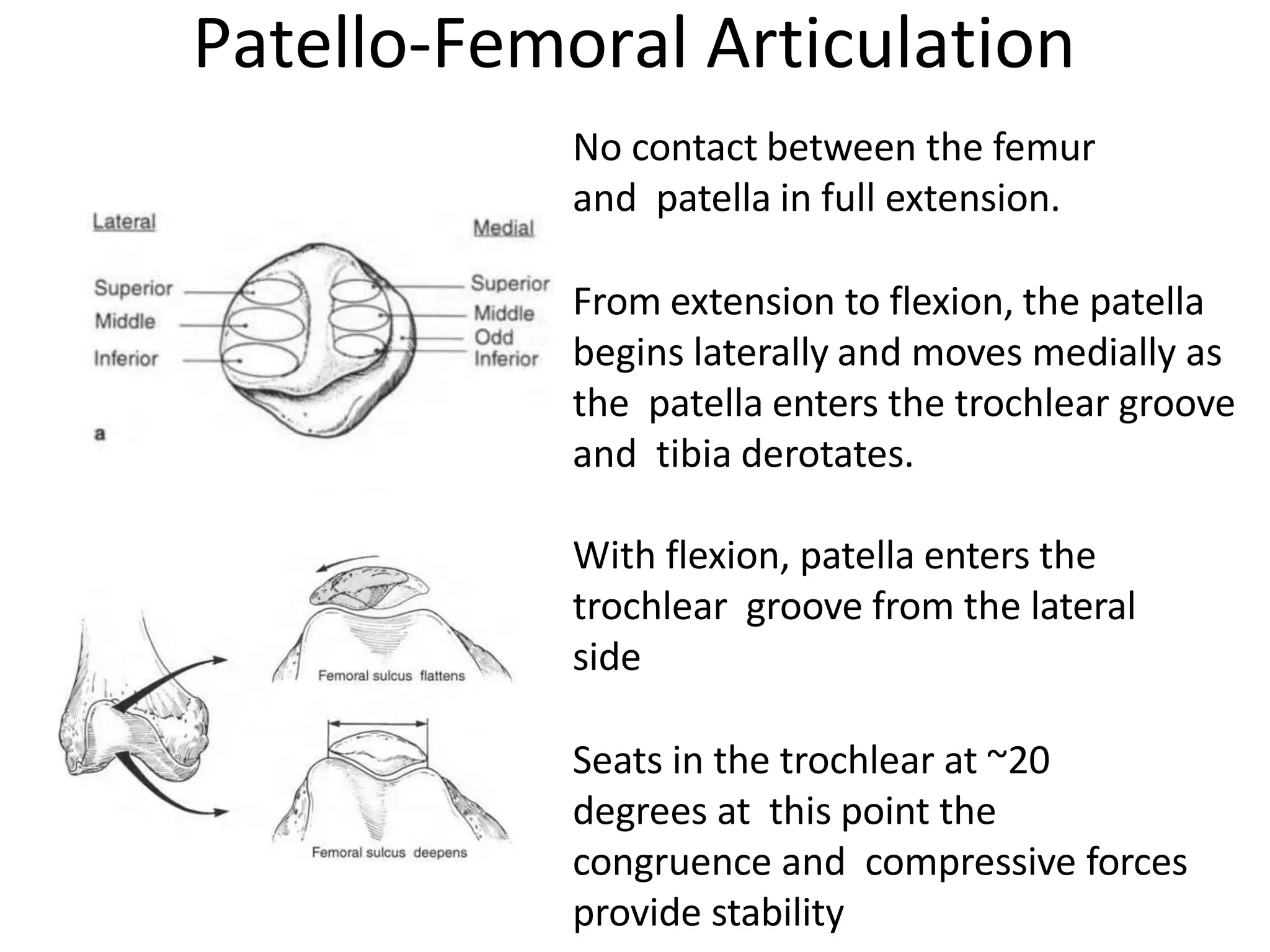 No contact between the femur
and patella in full extension.
From extension to flexion, the patella
begins laterally and moves medially as
the patella enters the trochlear groove
and tibia derotates.
With flexion, patella enters the
trochlear groove from the lateral
side
Seats in the trochlear at ~20
degrees at this point the
congruence and compressive forces
provide stability
Patello-Femoral Articulation
 