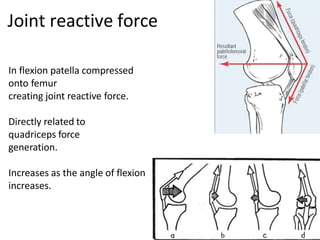 In flexion patella compressed
onto femur
creating joint reactive force.
Directly related to
quadriceps force
generation.
Increases as the angle of flexion
increases.
Joint reactive force
 