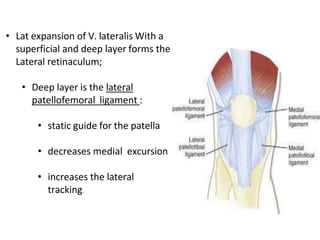 • Lat expansion of V. lateralis With a
superficial and deep layer forms the
Lateral retinaculum;
• Deep layer is the lateral
patellofemoral ligament :
• static guide for the patella
• decreases medial excursion
• increases the lateral
tracking.
 