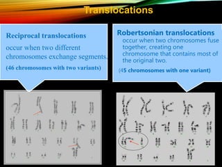 Robertsonian translocations
occur when two chromosomes fuse
together, creating one
chromosome that contains most of
the original two.
(45 chromosomes with one variant)
Translocations
Reciprocal translocations
occur when two different
chromosomes exchange segments.
(46 chromosomes with two variants)
 