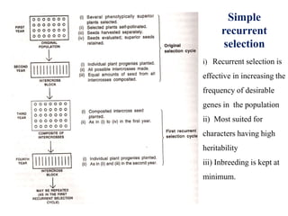 Simple
recurrent
selection
i) Recurrent selection is
effective in increasing the
frequency of desirable
genes in the population
ii) Most suited for
characters having high
heritability
iii) Inbreeding is kept at
minimum.
 