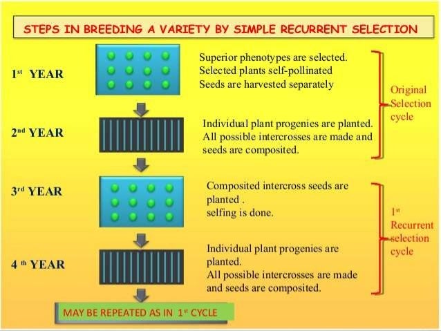 Recurrent Selection Schemes