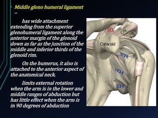 • Middle gleno humeral ligament 
– 
has wide attachment 
extending from the superior 
glenohumeral ligament along the 
anterior margin of the glenoid 
down as far as the junction of the 
middle and inferior thirds of the 
glenoid rim. 
On the humerus, it also is 
attached to the anterior aspect of 
the anatomical neck. 
limits external rotation 
when the arm is in the lower and 
middle ranges of abduction but 
has little effect when the arm is 
in 90 degrees of abduction 
 