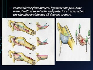 • anteroinferior glenohumeral ligament complex is the 
main stabilizer to anterior and posterior stresses when 
the shoulder is abducted 45 degrees or more . 
 