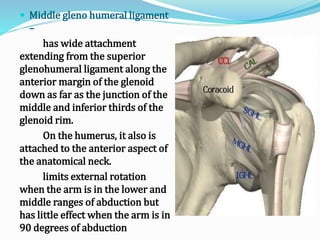  Middle gleno humeral ligament
–
has wide attachment
extending from the superior
glenohumeral ligament along the
anterior margin of the glenoid
down as far as the junction of the
middle and inferior thirds of the
glenoid rim.
On the humerus, it also is
attached to the anterior aspect of
the anatomical neck.
limits external rotation
when the arm is in the lower and
middle ranges of abduction but
has little effect when the arm is in
90 degrees of abduction
 