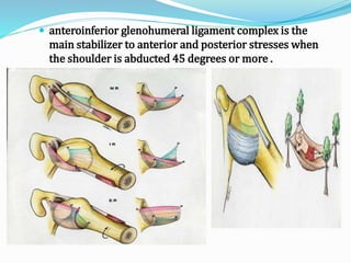  anteroinferior glenohumeral ligament complex is the
main stabilizer to anterior and posterior stresses when
the shoulder is abducted 45 degrees or more .
 