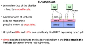 Recurrent UTI and current guidelines in management.pptx