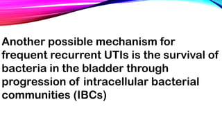 Another possible mechanism for
frequent recurrent UTIs is the survival of
bacteria in the bladder through
progression of intracellular bacterial
communities (IBCs)
 