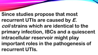 Since studies propose that most
recurrent UTIs are caused by E.
coli strains which are identical to the
primary infection, IBCs and a quiescent
intracellular reservoir might play
important roles in the pathogenesis of
recurrent UTIs.
 