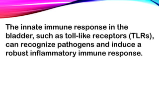 The innate immune response in the
bladder, such as toll-like receptors (TLRs),
can recognize pathogens and induce a
robust inflammatory immune response.
 