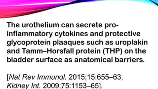 The urothelium can secrete pro-
inflammatory cytokines and protective
glycoprotein plaaques such as uroplakin
and Tamm–Horsfall protein (THP) on the
bladder surface as anatomical barriers.
[Nat Rev Immunol. 2015;15:655–63,
Kidney Int. 2009;75:1153–65].
 