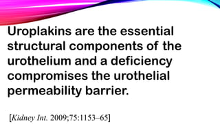 Uroplakins are the essential
structural components of the
urothelium and a deficiency
compromises the urothelial
permeability barrier.
[Kidney Int. 2009;75:1153–65]
 