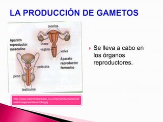 ETAPAS DE LA REPRODUCCIÓN SEXUAL