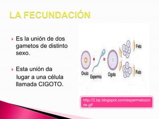 LA PRODUCCIÓN DE GAMETOSSe lleva a cabo en los órganos reproductores. http://www.casimirobarbado.co.cc/rep%20humana%20web/imagenes/desarrollo.jpg 