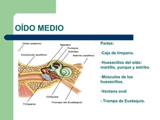 OÍDO MEDIO Partes: Caja de tímpano.  Huesecillos del oído: martillo, yunque y estribo Músculos de los huesecillos.  Ventana oval - Trompa de Eustaquio.  