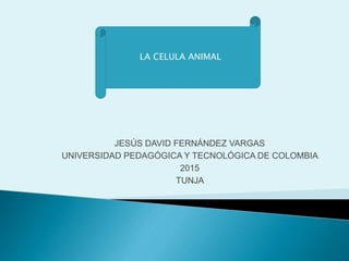 JESÚS DAVID FERNÁNDEZ VARGAS
UNIVERSIDAD PEDAGÓGICA Y TECNOLÓGICA DE COLOMBIA
2015
TUNJA
LA CELULA ANIMAL
 