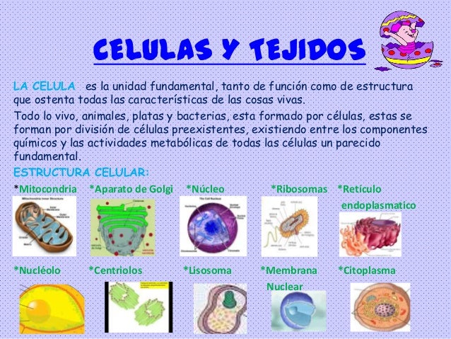 Recurso educativo celulas y tejidos