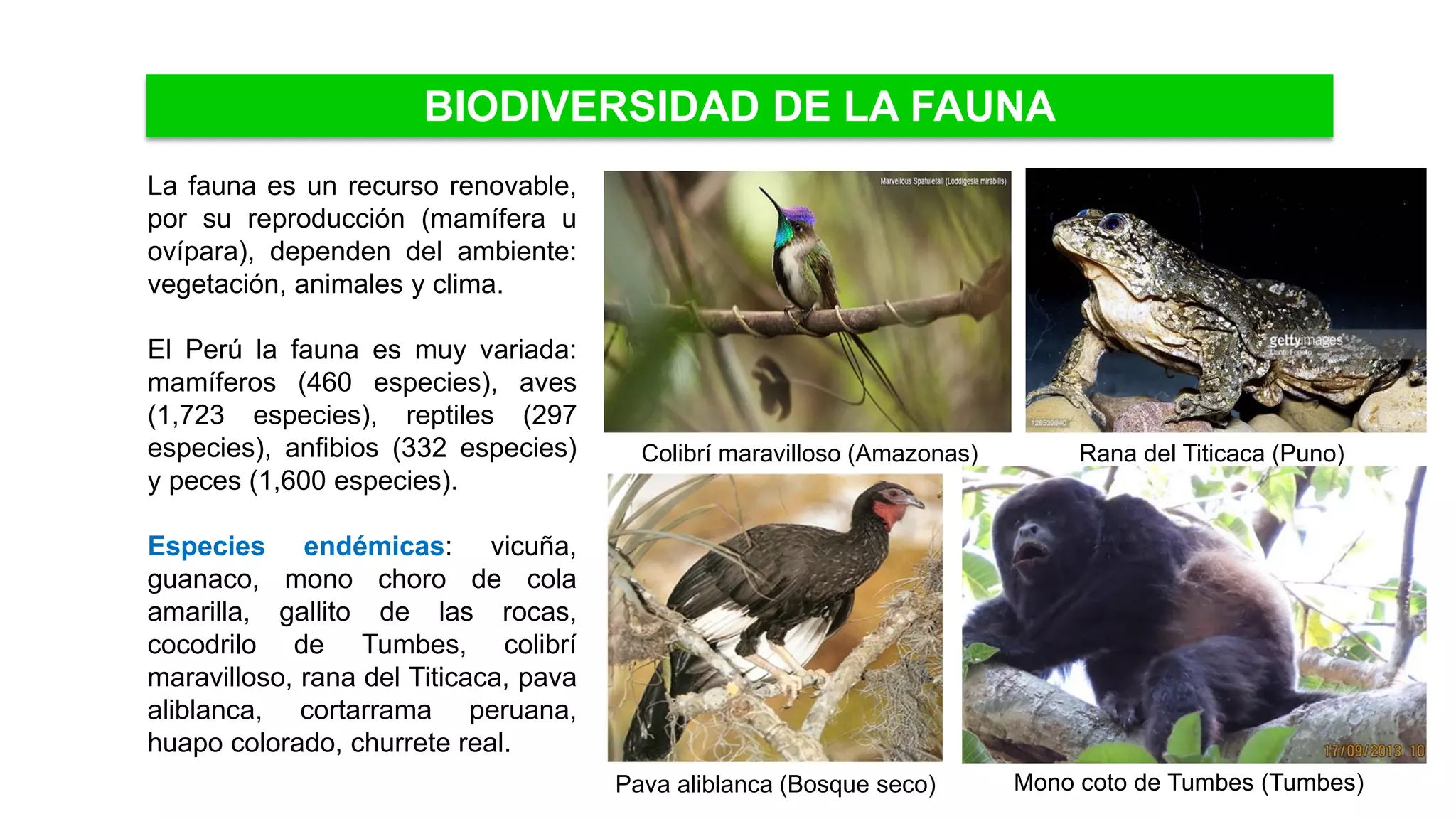 Recurso fauna | PDF
