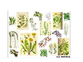 Recurso flora