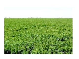 Recurso flora