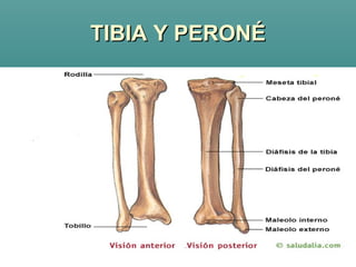 TIBIA Y PERONÉ 