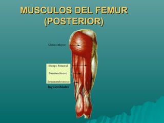 MUSCULOS DEL FEMUR (POSTERIOR) 