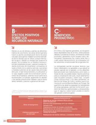 B· POSITIVOS
          EfEcTOS
                                                                                      c·
                                                                                      BENEfIcIOS
          SOBRE LOS                                                                   PRODUcTIVOS
          REcURSOS NATURALES


          Debido al uso de árboles y plantas de diferentes                            en la finca y las regiones ganaderas, se recuperan
          hábitos de crecimiento, las obras de bioingeniería                          áreas degradadas (vías de acceso, obras públicas)
          hacen su aporte a la preservación de los recursos                           debidas a problemas erosivos, aumentando el área
          naturales al acoger las múltiples funciones esencial-                       productiva, generando mucho empleo rural y dis-
          es de los árboles que se utilizan, porque intercep-                         minuyendo notoriamente los costos (entre tres y
          tan el agua y disipan su energía que ocasiona la                            cuatro veces más económico), al compararlos con
          erosión, se convierten en un refuerzo mecánico,                             las soluciones convencionales de la ingeniería civil.
          brindan estabilidad al suelo, capturan energía me-
          diante el proceso de fotosíntesis y enriquecen el                           la bioingeniería permite recuperar terrenos que
          suelo a través de su sistema radicular, que extrae                          fueron destinados a la ganadería y que debido al
          y traslada nutrientes de las capas más profundas                            pisoteo ejercido por el ganado y a los diferentes
          del suelo, lo fijan temporalmente y lo devuelven a                          tipos de erosión son improductivos, por lo tanto, a
          la capa vegetal a partir de la renovación perma-                            través de ella, es posible realizar mejores prácticas
          nente de la hojarasca, además hacen parte de la                             para la conservación del suelo, hacer aislamientos
          biodiversidad y el paisaje. igualmente los árboles                          para recuperar bosques y sobre todo, convertir
          y las plantas proporcionan hábitats2 para la fauna                          zonas improductivas y con altas pendientes, en
          aérea, terrestre y para los organismos del suelo.                           bancos de forraje de corte y acarreo para la ali-
                                                                                      mentación animal (bancos Mixtos de Forraje). De
                                                                                      igual forma, las áreas recuperadas con bioingeniería
                                                                                      en zonas ganaderas, permiten la formación pos-
                                                                                      terior de sistemas agroforestales y silvopastoriles
          2  Hábitat es el ambiente en el que habita una población o especie. es el
          espacio que reúne las condiciones adecuadas para que la especie pueda       que en algunos casos hacen posible el retorno
          vivir y reproducirse.                                                       del ganado a dichos lugares.

                                        Métodos empleados en para la restauración de suelos erosionados
                                        Métodos                             Sistemas/obras/prácticas
                                                           Sistemas de drenaje mediante filtros vivos en
                                                           espina de pescado
                                                           Trinchos vivos escalonados con o sin vertedero
                                 Obras de bioingeniería    Terrazas vivas
                                                           Disipadores simples de energía y escalinatas
                                                           Manejo técnico de carreteras y corredores ribereños
                                                           Reconversión de los sistemas productivos y
                                Prácticas preventivas de   manejo de arvenses
                                      uso del suelo
                                                           Restauración de fuentes hídricas y corredores ribereños



20   · RECURSO NATURAL SUELO
 