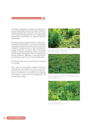 Diseñar y establecer un sistema de seguimiento
          que permita evaluar los efectos del abono verde con
          pruebas sencillas de comparación con otros potre-
          ros sin este tipo de aplicaciones o con evaluaciones
          económicas y productivas con sistemas químicos
          tradicionales.

             Algunas especies leguminosas con buen sopo-
          rte científico empleadas como abonos verdes son
          el fríjol abono Mucuna pruriens y Muccuna ssp, la
          crotalaria crotalaria juncea, el fríjol canavalia ca-
          navalia ensiformis, el caupí o frijol mungo vigna       banco Forrajero Mixto Morus alba y Pueraria phaseoloides.
                                                                  rancho Alegre, el cerrito, valle del cauca.
          radiata, la sesbania sesbania sesban y la flemin-       Foto: enrique Murgueitio r., archivo ciPAv.
          gia Flemingia macrophylla. entre las especies de
          familias botánicas diferentes a las leguminosas,
          se destaca el botón de oro thitonia diversifolia.

            Mantener parcelas para producción constante
          de semillas.

            en caso de necesitarse, puede recurrirse a
          instituciones que prestan los servicios de asis-
          tencia técnica con el fin de apoyar la implemen-
          tación de siembras, la escogencia de especies
          de acuerdo a condiciones y el seguimiento del           uso de abonos verdes en cultivos de hortalizas. Producción de repollo
          uso de la tecnología.                                   brassica oleraceae con cobertura del suelo y manejo biológico de plagas.
                                                                  Finca la cristalina, Antioquia.
                                                                  Foto. carlos Pineda.




                                                                  Frijol abono, Mucuna pruriens.
                                                                  Foto: enrique Murgueitio r., archivo ciPAv.




54   · RECURSO NATURAL SUELO
 
