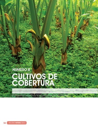 NúMERO·8

          cULTIVOS DE
          cOBERTURA
          Maní forrajero Arachis pintoi como cultivo de cobertura en un banco forrajero mixto para alimentación de ganado
          bovino y bufalino. Reserva Natural Pozo Verde, Municipio de Jamundí, Valle del Cauca. Foto. Carlos Pineda.




56   · RECURSO NATURAL SUELO
 