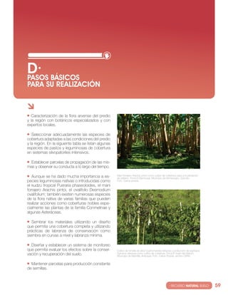 D· BáSIcOS
PASOS
PARA SU REALIzAcIóN



  caracterización de la flora arvense del predio
y la región con botánicos especializados y con
expertos locales.

   seleccionar adecuadamente las especies de
cobertura adaptadas a las condiciones del predio
y la región. en la siguiente tabla se listan algunas
especies de pastos y leguminosas de cobertura
en sistemas silvopatoriles intensivos.

  establecer parcelas de propagación de las mis-
mas y observar su conducta a lo largo del tiempo.

   Aunque se ha dado mucha importancia a es-           Maní forrajero Arachis pintoi como cultivo de cobertura para una plantación
                                                       de plátano. Finca el bambusal, Municipio de Montenegro. Quindío.
pecies leguminosas nativas o introducidas como         Foto. carlos pineda.
el kudzú tropical Pueraria phaseoloides, el maní
forrajero Arachis pintoi, el ovalifolio Desmodium
ovalifolium; también existen numerosas especies
de la flora nativa de varias familias que pueden
realizar acciones como coberturas nobles espe-
cialmente las plantas de la familia conmelinae y
algunas Asteráceas.

   sembrar los materiales utilizando un diseño
que permita una cobertura completa y utilizando
prácticas de labranza de conservación como
siembra en curvas a nivel y labranza mínima.

  Diseñar y establecer un sistema de monitoreo
que permita evaluar los efectos sobre la conser-       cultivo de tomate de árbol cyphomandra betacea y producción de espinaca
vación y recuperación del suelo.                       spinacia oleracea como cultivo de cobertura, Finca el vuelo del Halcón,
                                                       Municipio de Marinilla, Antioquia. Foto. carlos Pineda, archivo ciPAv.


  Mantener parcelas para producción constante
de semillas.



                                                                                                      · RECURSO NATURAL SUELO·       59
 