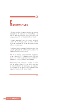 E·
          RESTRIccIONES

             el pastoreo directo puede perjudicar el desarrol-
          lo de cultivos de cobertura; es preciso llegar a un
          balance adecuado, para que el cultivo de cober-
          tura pueda cumplir con su propósito principal.

            Desconocimiento de la biología y aspectos
          básicos de muchas especies arvenses nativas,
          hace que se eliminen y no puedan utilizarse como
          cultivos de cobertura.

             la sensibilidad de algunas especies de cober-
          tura a la aplicación de herbicidas frecuentes en el
          manejo ganadero y de cultivos.

             si no se maneja adecuadamente el ganado,
          es decir, los cercos y caminos de recorrido, és-
          tos podrían invadir las zonas en recuperación con
          pisoteo y consumo de los abonos verdes.

             recurrir a instituciones que prestan los servi-
          cios de asistencia técnica con el fin de apoyar
          la implementación de siembras, la escogen-
          cia de especies de acuerdo a condiciones y el
          seguimiento del uso de la tecnología.




60   · RECURSO NATURAL SUELO
 