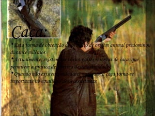 Caça: Esta forma de obtenção de produto de origem animal predominou durante milénios Actualmente, existem em vários países reservas de caça, que permitem a prática desportiva desta actividade Quando não existem predadores naturais, a caça torna-se importante no equilíbrio dos ecossistemas 