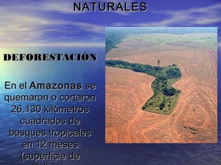 NATURALESNATURALES
DEFORESTACIÓNDEFORESTACIÓN
En elEn el AmazonasAmazonas sese
quemaron o cortaronquemaron o cortaron
26.130 kilómetros26.130 kilómetros
cuadrados decuadrados de
bosques tropicalesbosques tropicales
en 12 mesesen 12 meses
(superficie de(superficie de
 