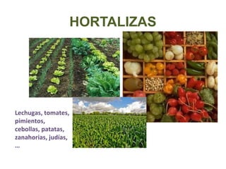 HORTALIZAS
Lechugas, tomates,
pimientos,
cebollas, patatas,
zanahorias, judías,
…
 